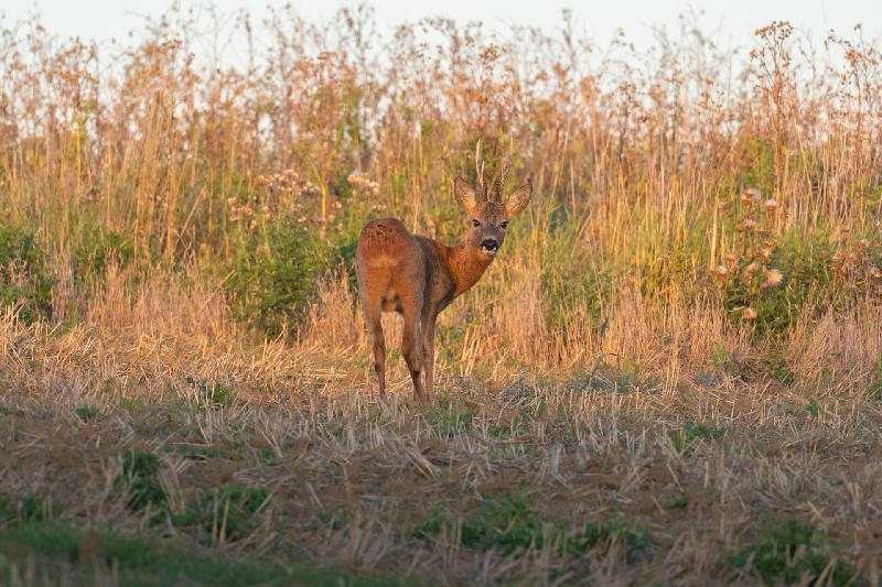 Rehbock im Abendlicht
