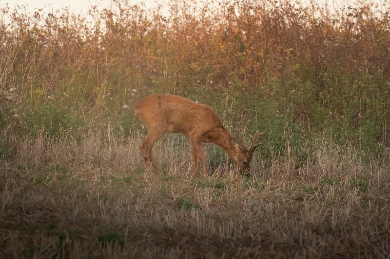 Rehbock im Abendlicht