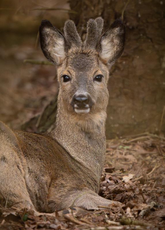 Rehbock im Bast