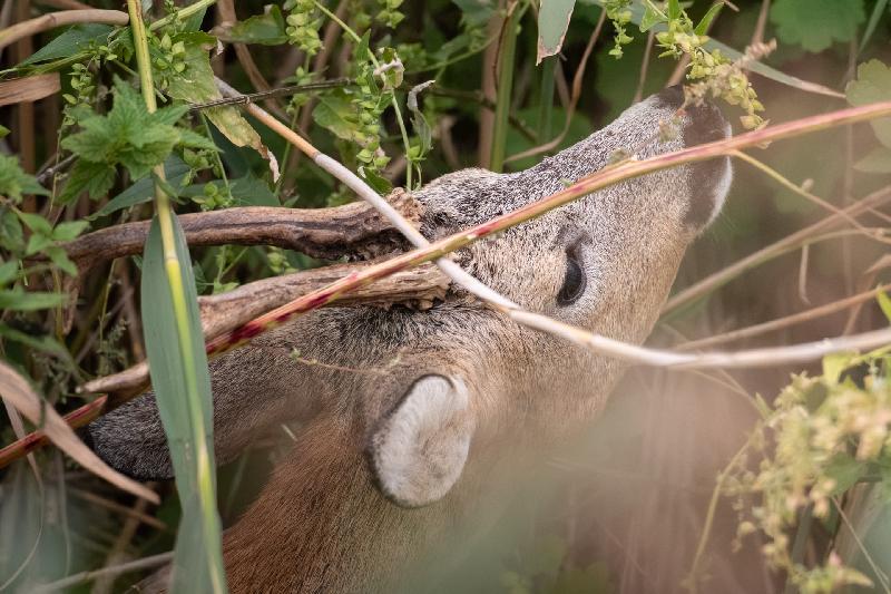 Rehbock im Garten