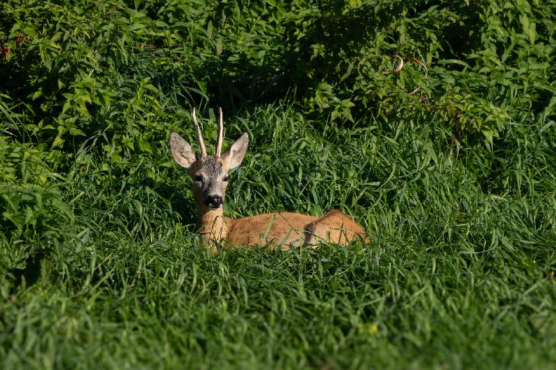 Rehbock im Gras