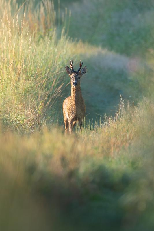 Rehbock im Morgenlicht