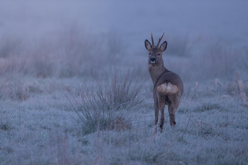 Rehbock im Morgennebel