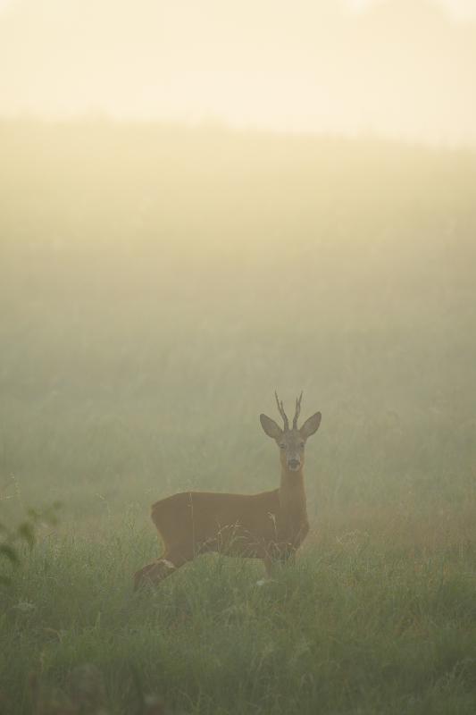 Rehbock im Morgennebel