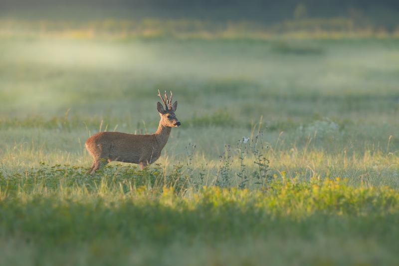 Rehbock im Morgennebel