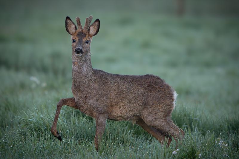 Rehbock im Morgentau
