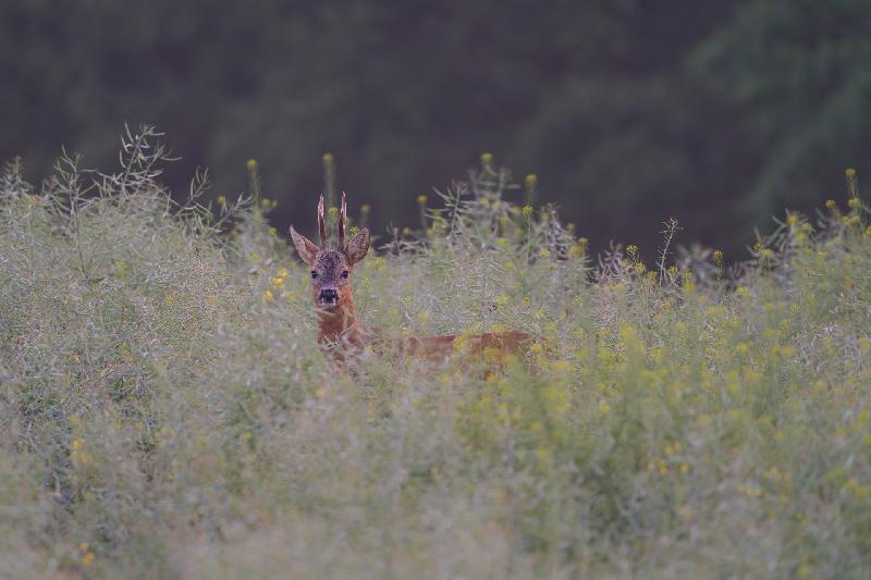 Rehbock im Raps