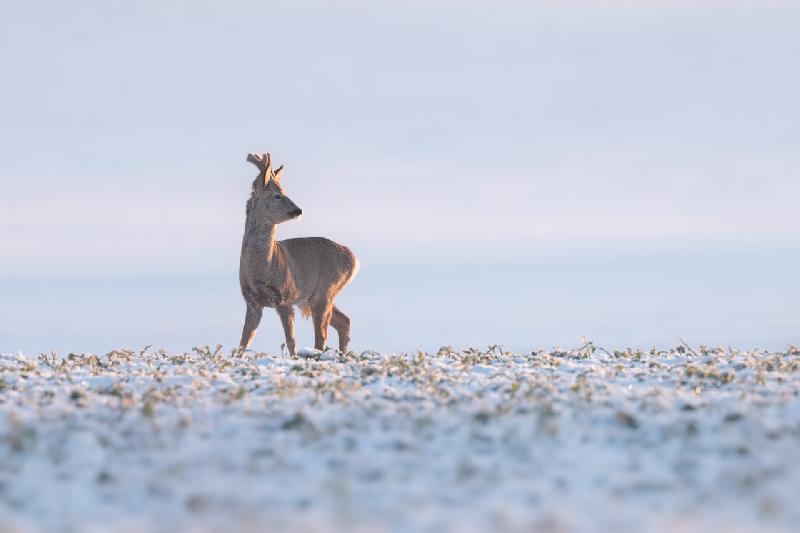 Rehbock im Schnee