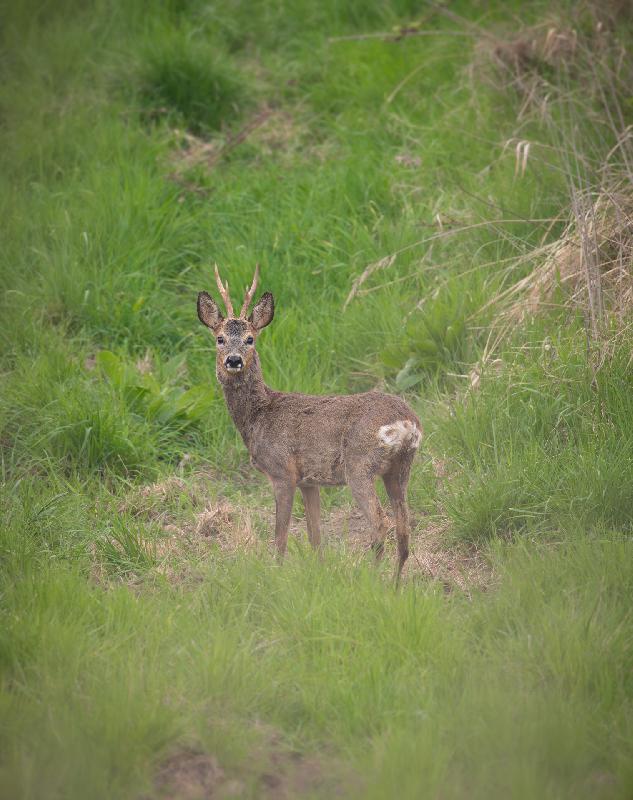 Rehbock im Solarpark
