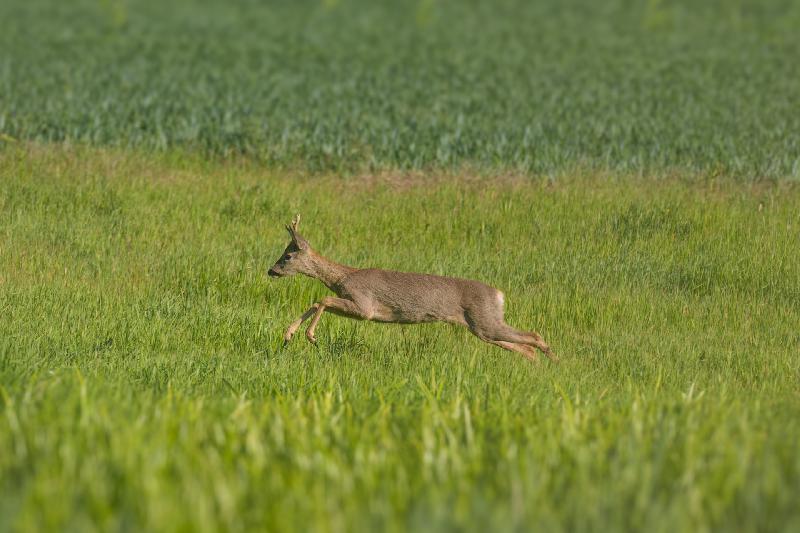 Rehbock im Sprung