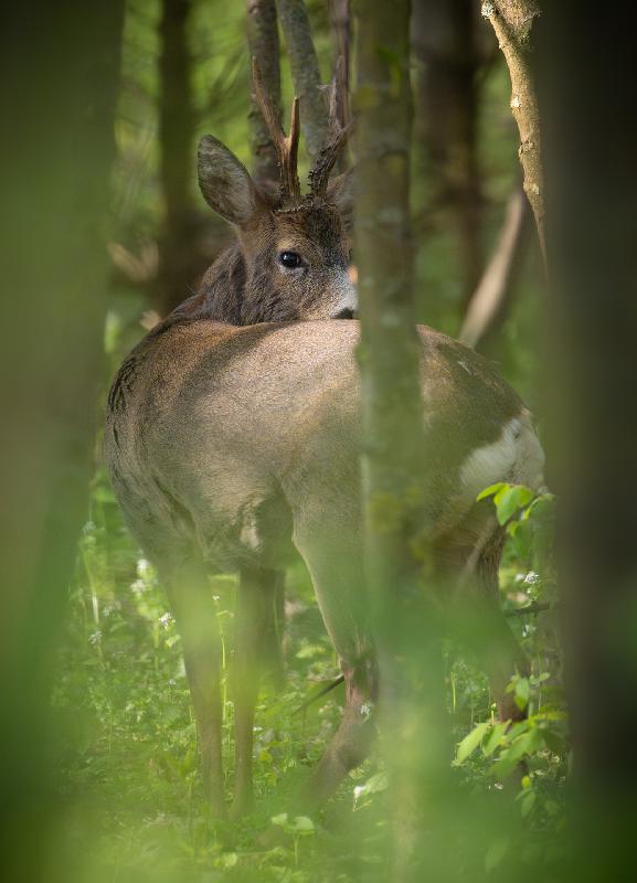 Rehbock im Wald