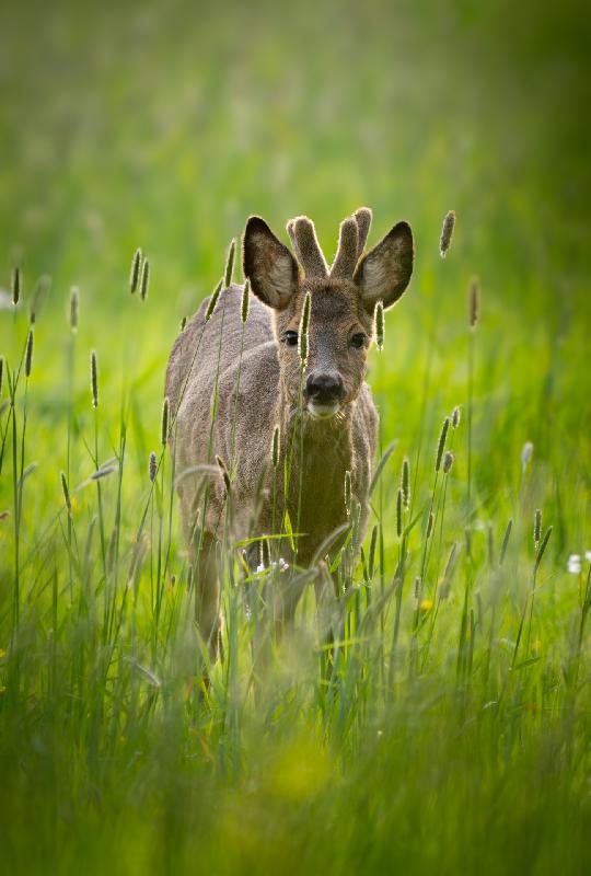 Rehbock im perfektem Licht