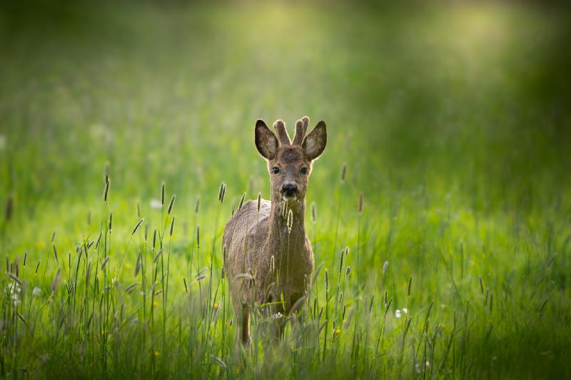 Rehbock im perfektem Licht