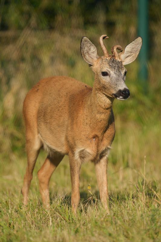 Rehbock mit krummen Gehörn