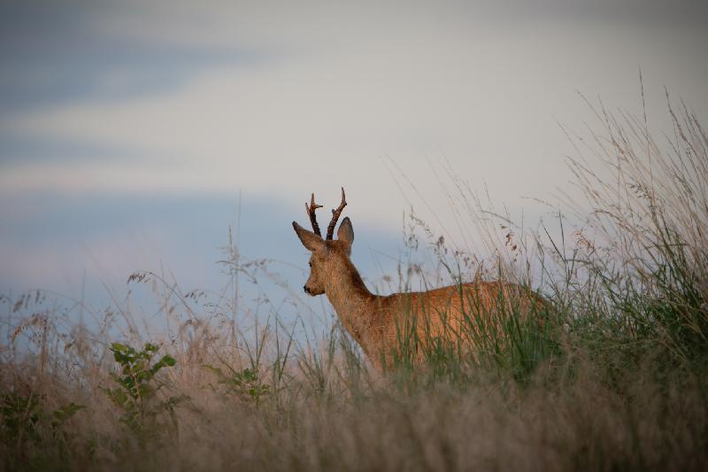 Rehbock schaut in die Ferne