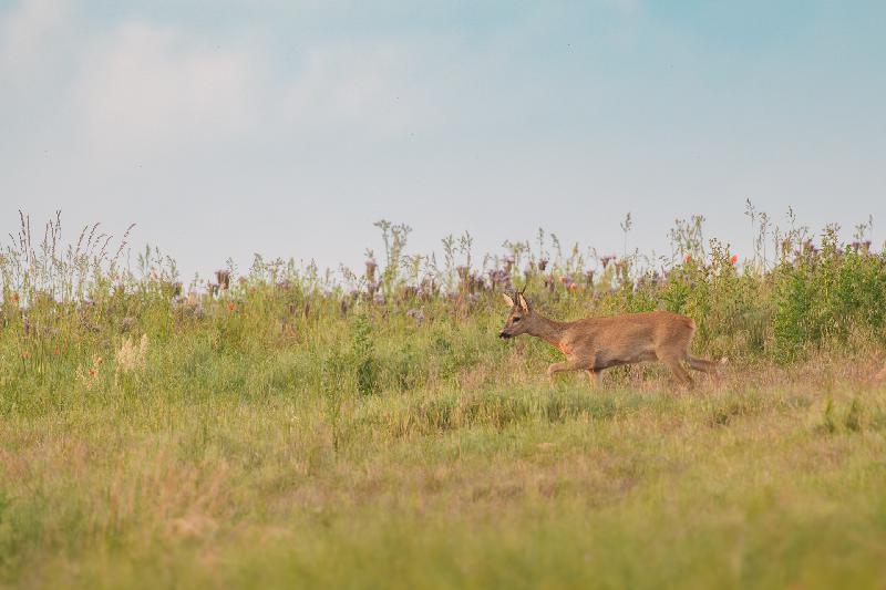 Rehbock streift über eine Wiese