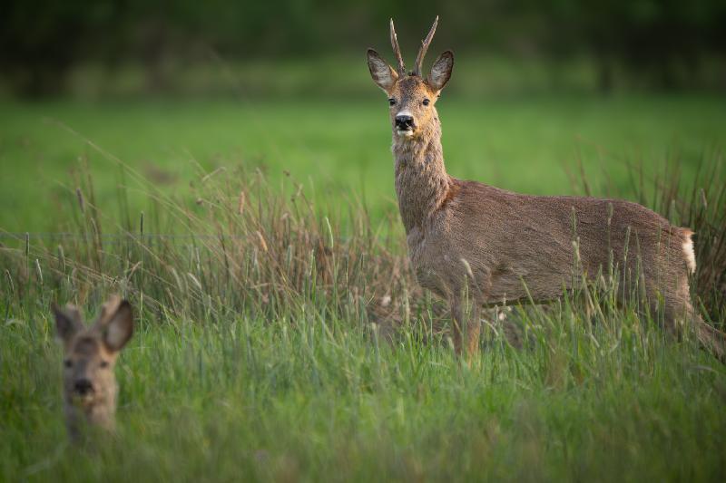 Rehbock überwacht seine Gruppe