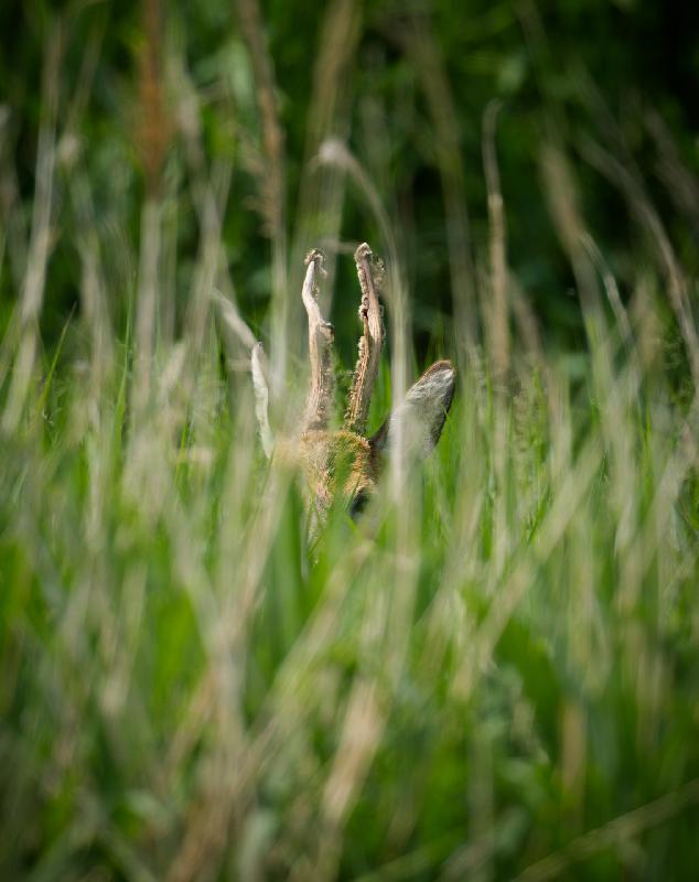 Rehbock versteckt sich