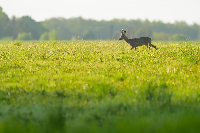 Rehbock zieht über eine Wiese