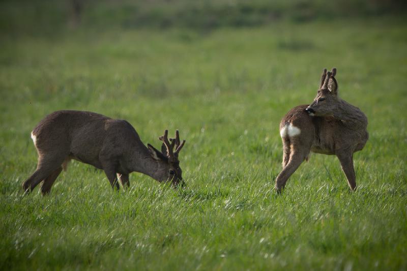 Rehböcke auf dem Feld