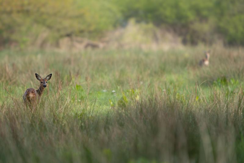 Rehe aucf einem Feld