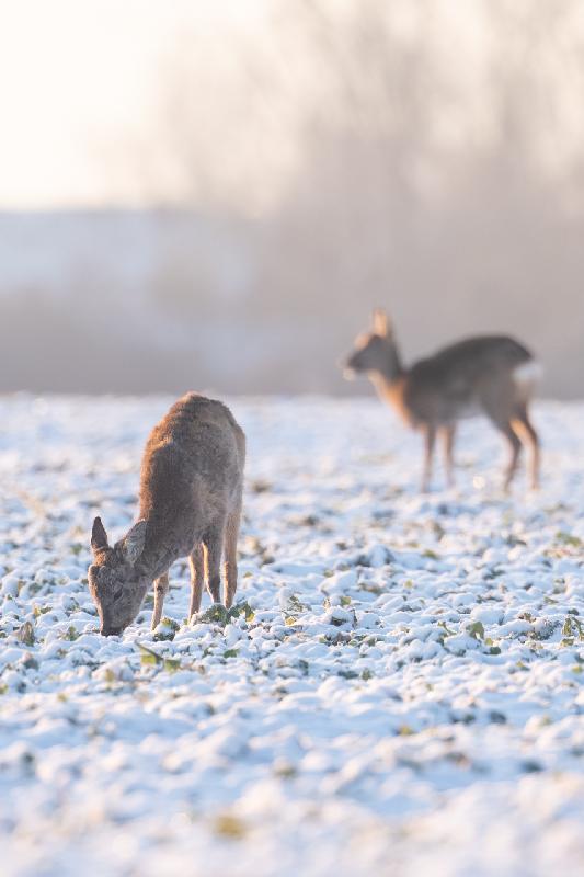 Rehe auf verschneitem Feld