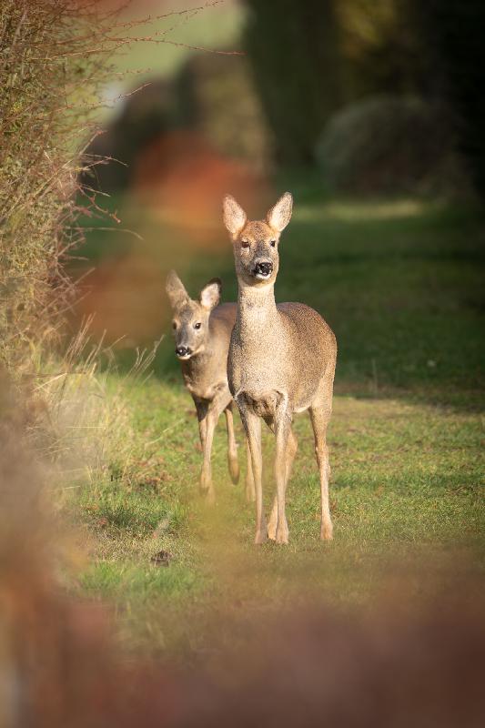 Rehe im Schrebergarten