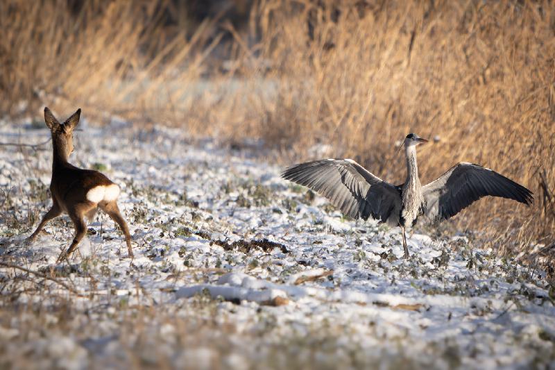 Reiher erschrickt Reh