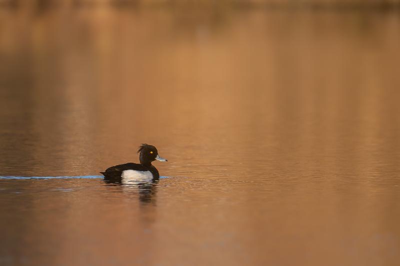 Reiherente auf dem Mühlenteich