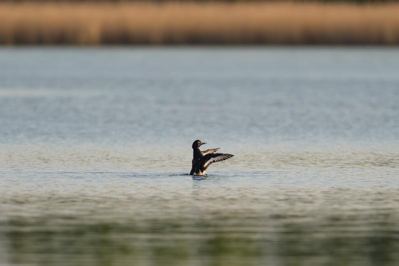 Reiherente beim Putzen