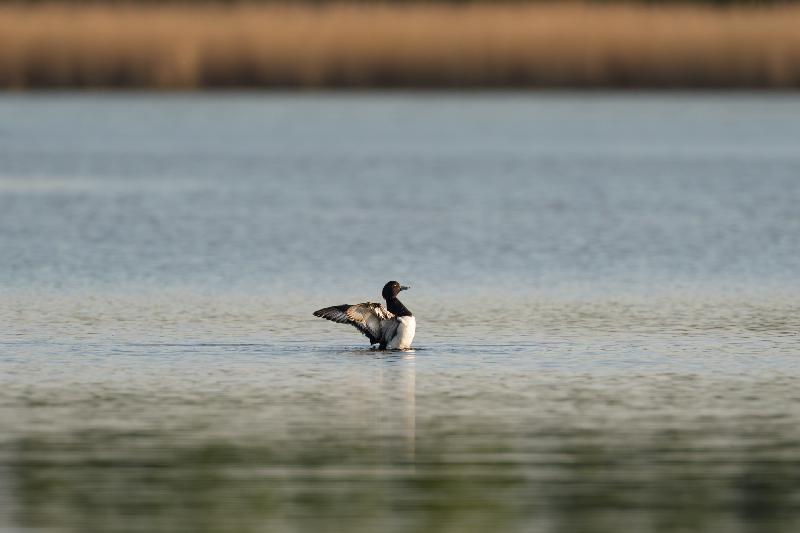 Reiherente beim Putzen