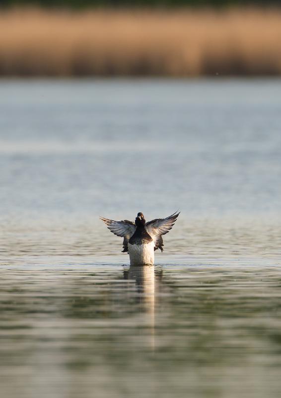 Reiherente beim Putzen