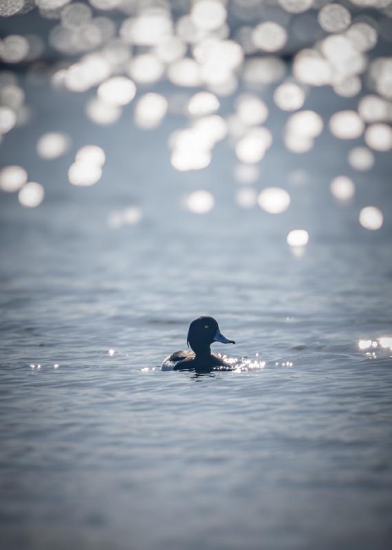 Reiherente im Bokeh der Wellen