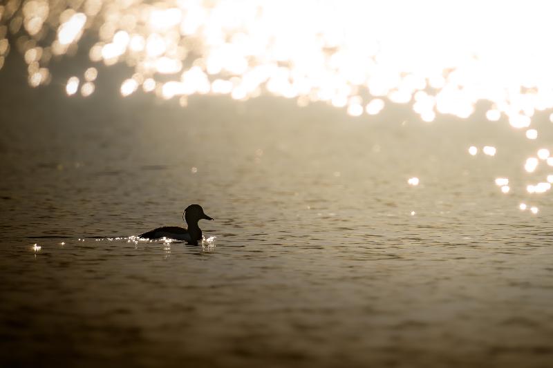 Reiherente im Gegenlicht