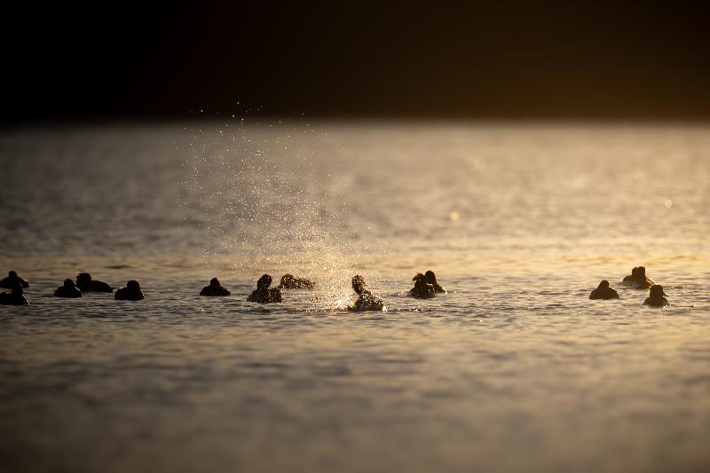 Reiherenten beim Planschen