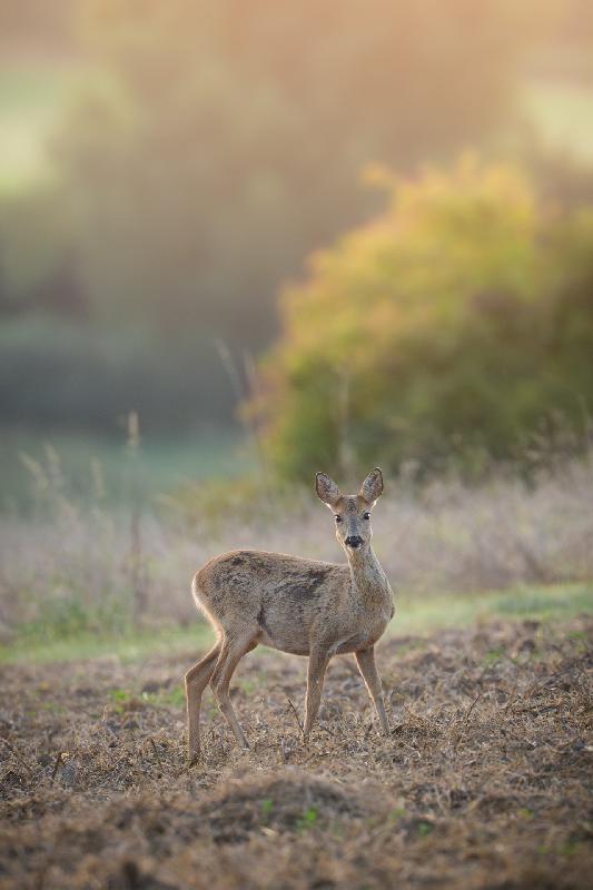Ricke auf dem Feld