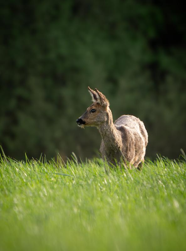 Ricke auf einem Feld