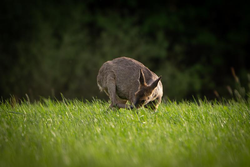 Ricke auf einem Feld