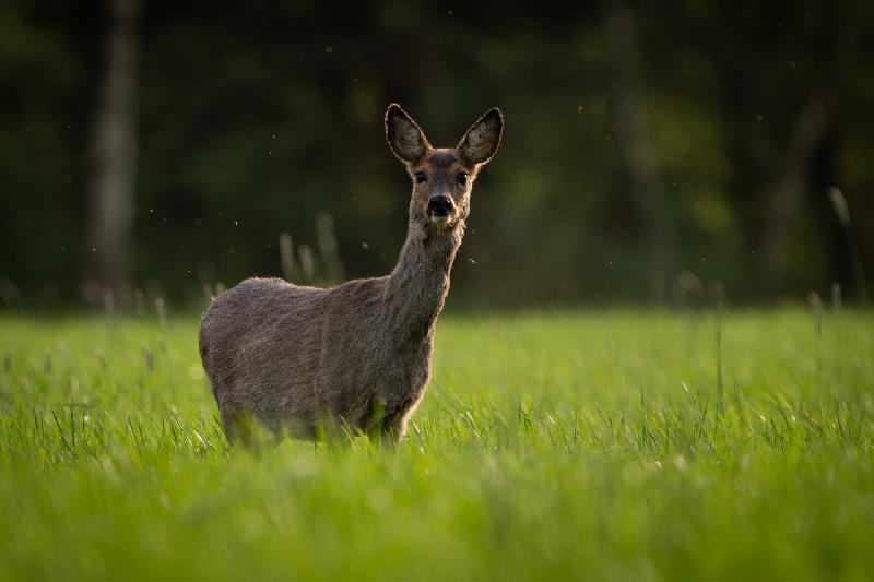 Ricke auf einem Feld