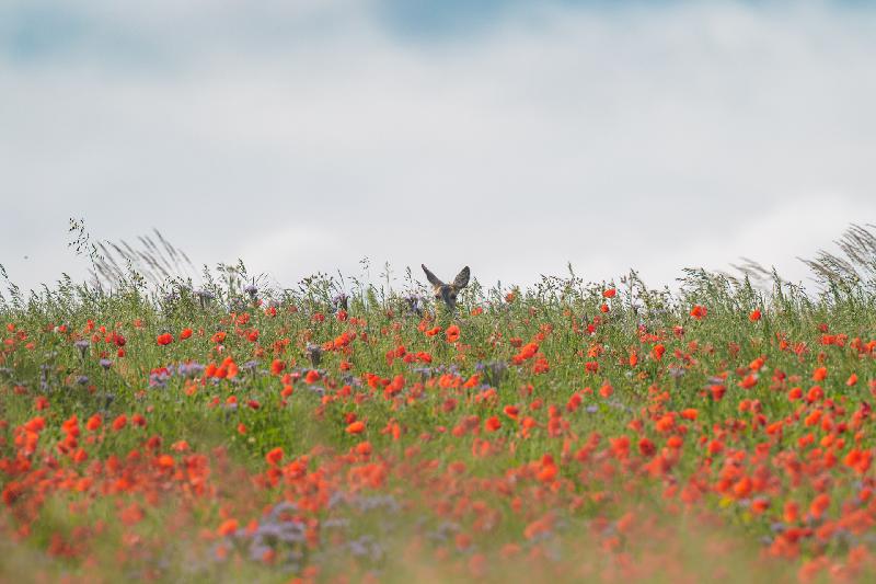 Ricke auf einem Mohnfeld