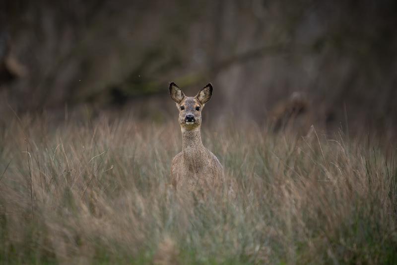 Ricke hat mich entdeckt
