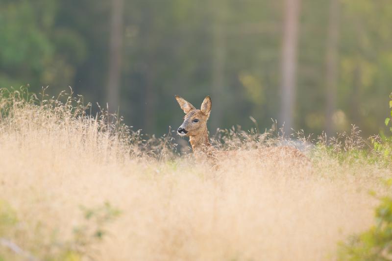 Ricke im Morgenlicht