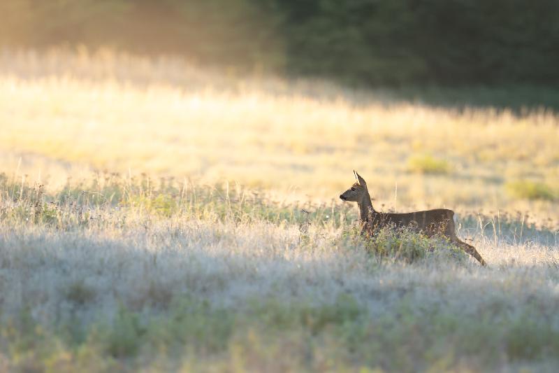 Ricke im Sonnenlicht ruft ihr Kitz
