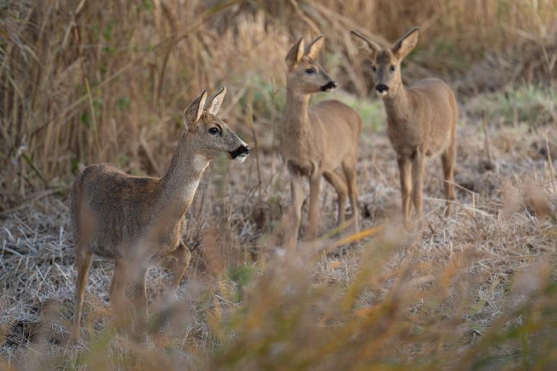 Ricke mit Zwillingen