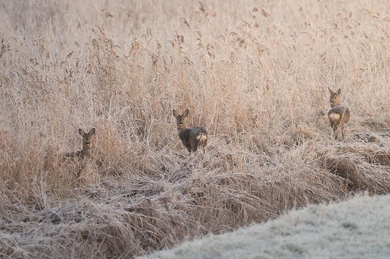 Ricke mit zwei Jungtieren im Frost