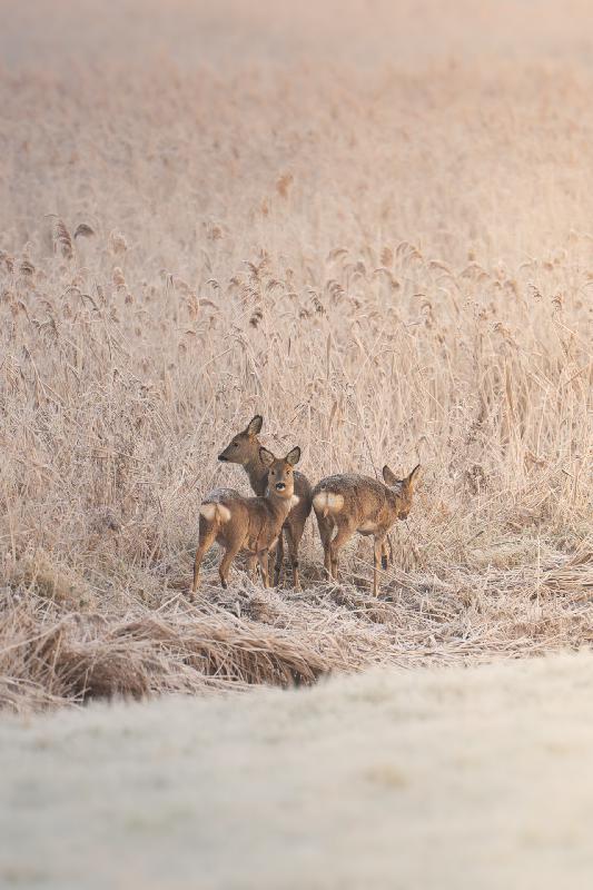 Ricke mit zwei Jungtieren im Frost