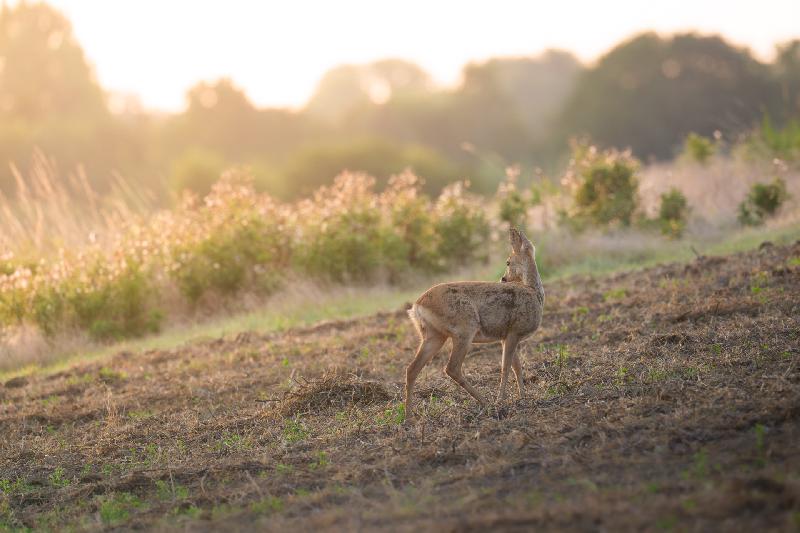 Ricke schaut in den Sonnenaufgang