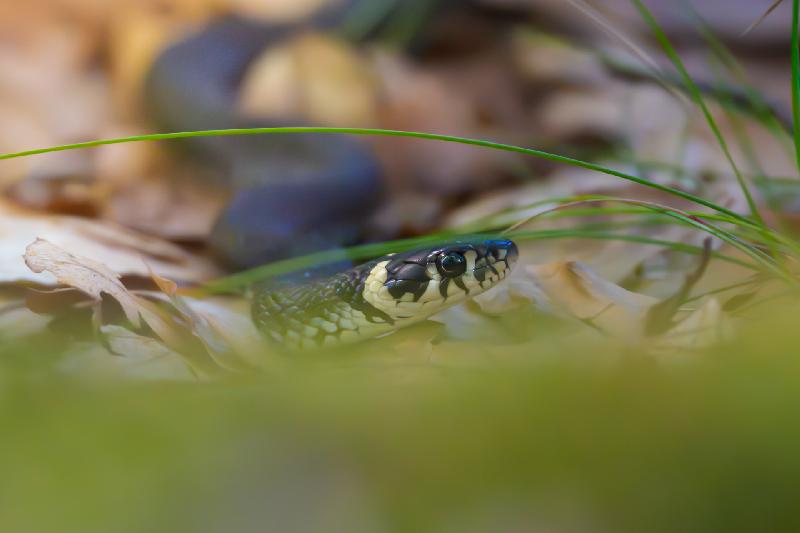 Ringelnatter im Laub