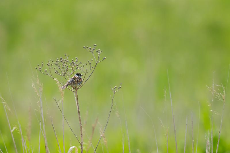 Rohrammer in Schafsgabe