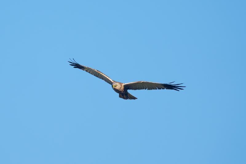 Rohrweihe (m) sucht Nahrung